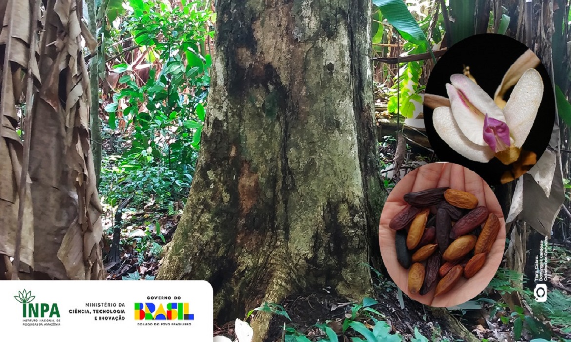 O estudo utilizou modelagem de nicho ecológico com projeções para as próximas décadas e aponta uma redução expressiva nas áreas de ocorrência dessas plantas.