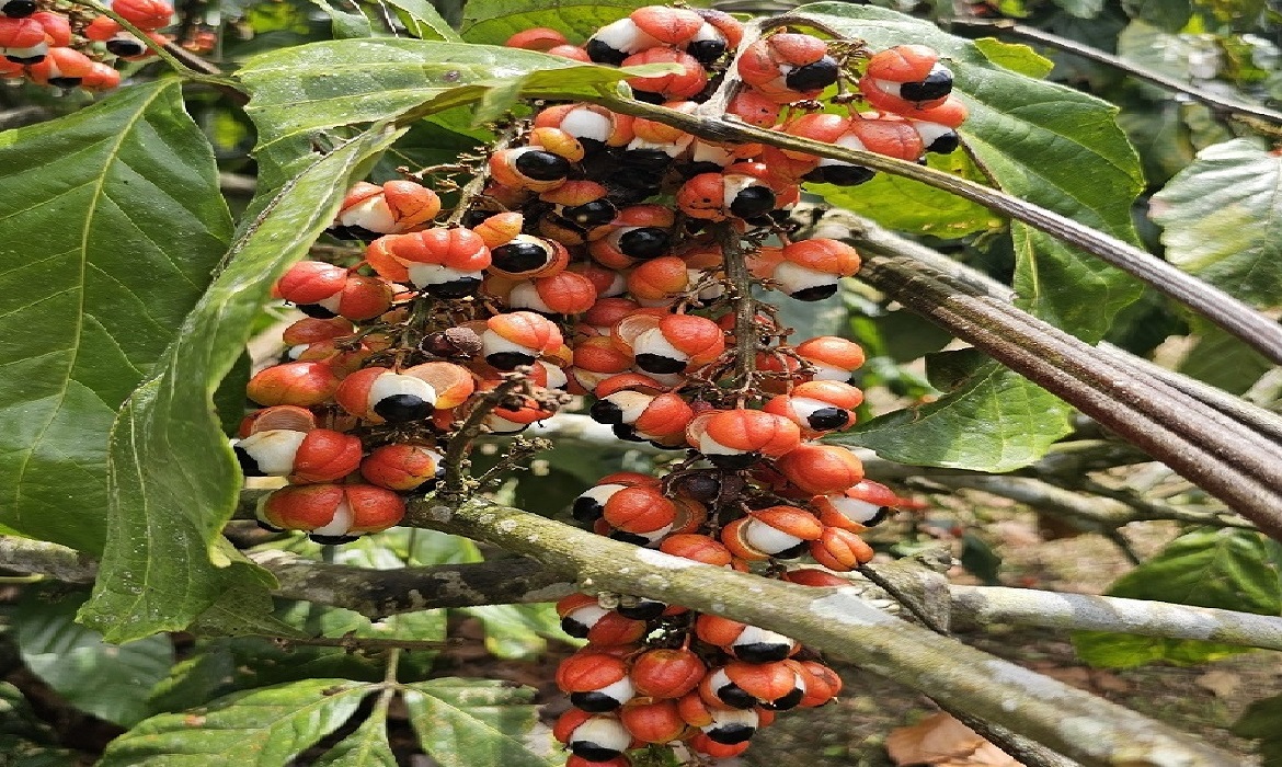 O aumento reflete melhores condições de cultivo e maior investimento na cadeia produtiva.