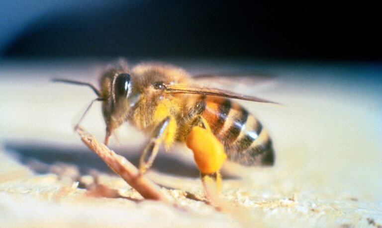 Estudo mostra que produtos amplamente utilizados na agricultura afetam a resistência e a capacidade de voo das abelhas.
