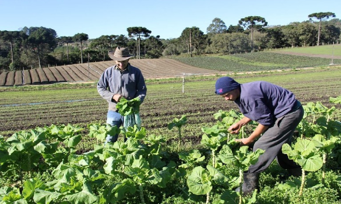 Além de melhorar a alimentação nas escolas, a ação fortalece a agricultura familiar e gera renda no campo.