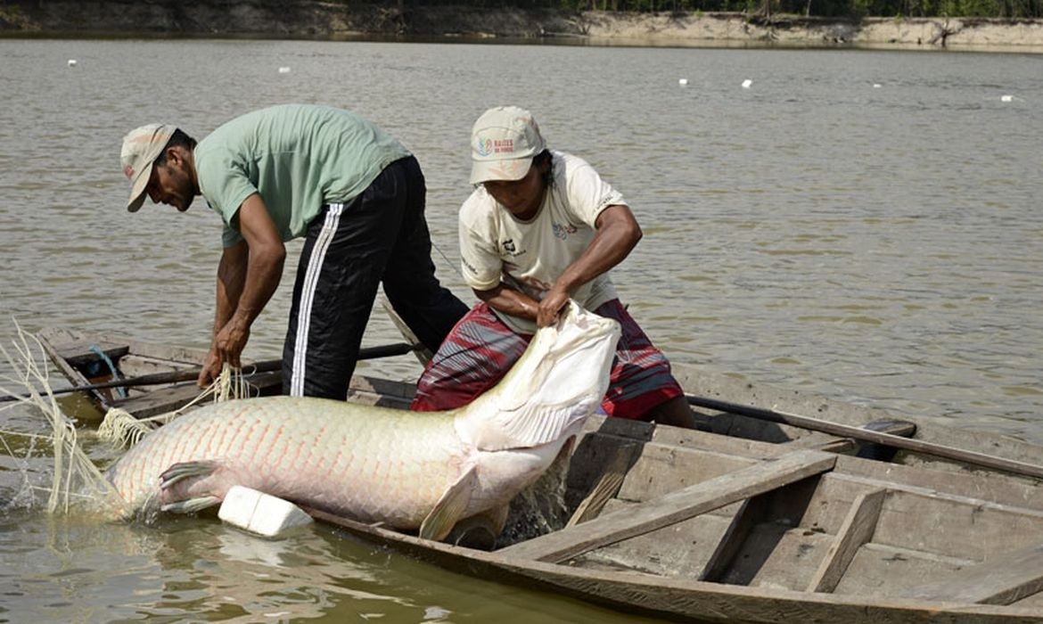 Um estudo inédito da Universidade Federal do Pará decifrou conjuntos de DNA de espécies de peixes da Amazônia.