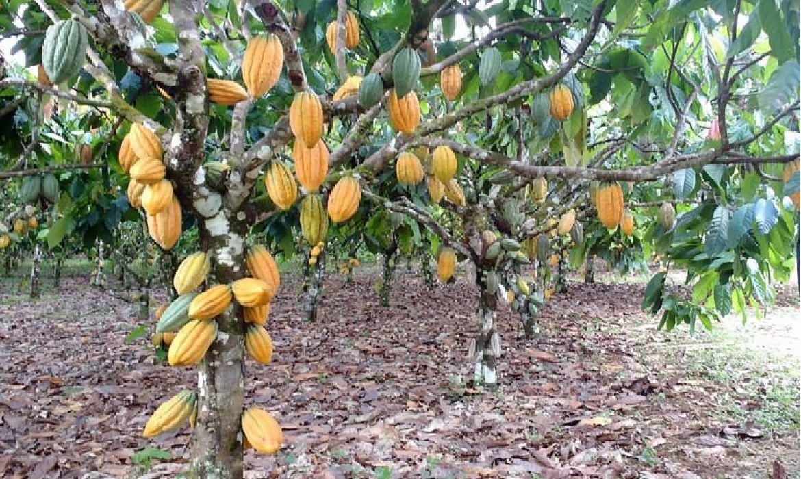 Com as mudanças, a expectativa é impulsionar o setor, gerar novas oportunidades e fortalecer ainda mais essa importante atividade agrícola do país.