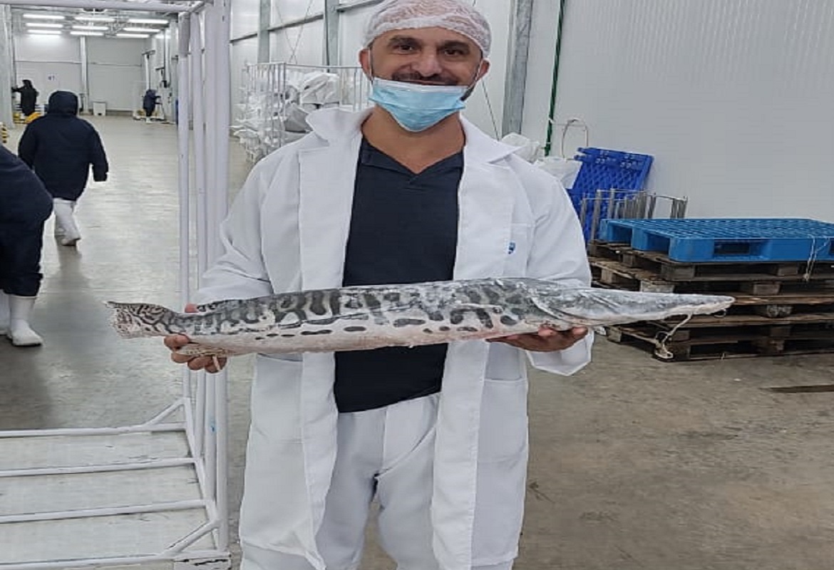 A operação foi realizada pela empresa Frigopesca e cumpriu todas as exigências sanitárias e regulatórias do Brasil e dos Estados Unidos, garantindo segurança e credibilidade em todo o processo.