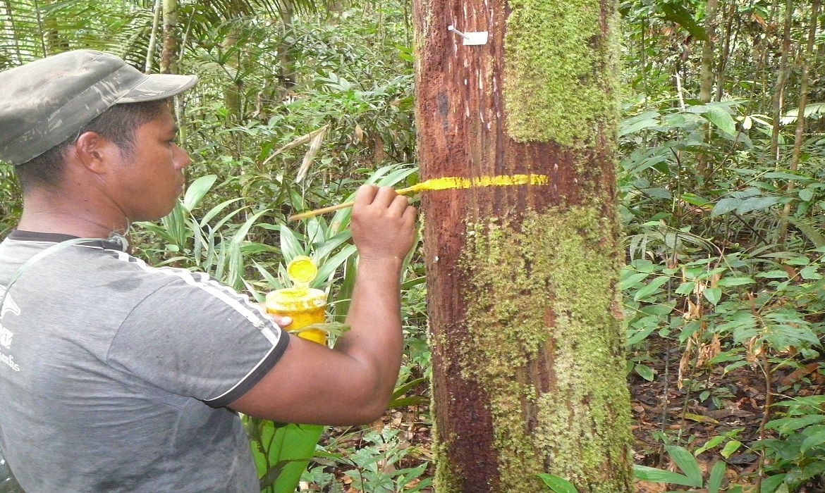 Um estudo com participação de pesquisadores do Inpa mostra que as mudanças climáticas estão reduzindo a diversidade arbórea na Amazônia e nos Andes.