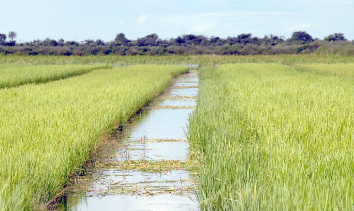 O custo de produção do arroz no Tocantins esteve no centro das conversas entre produtores e representantes de entidades nesta semana.