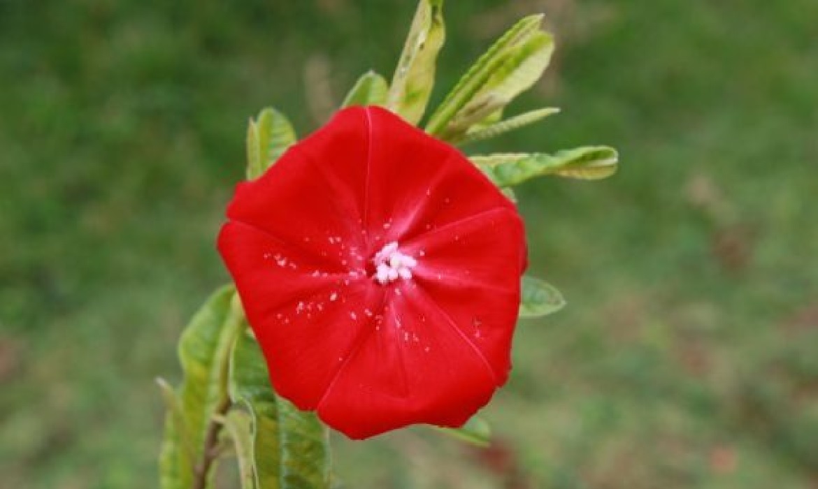 O estudo mostra que essa compensação no ciclo de vida ajuda a manter a planta viva, mesmo diante de condições climáticas tão diferentes.