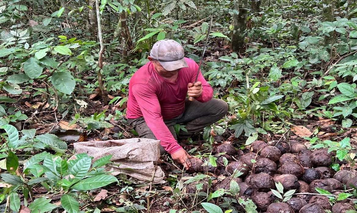 A safra 2026 da castanha-da-Amazônia já movimenta as Reservas Extrativistas de Rondônia e reforça a renda de centenas de famílias.