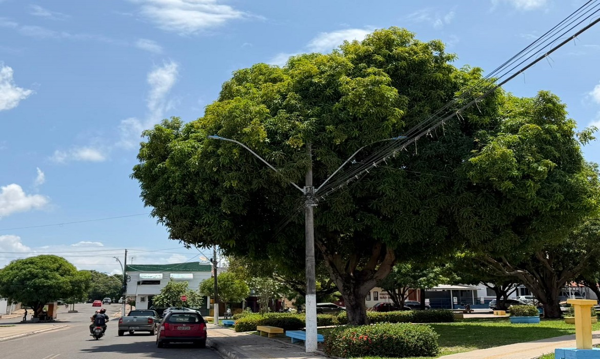 Galhos próximos à rede elétrica aumentam o risco de acidentes e podem provocar interrupções no fornecimento de energia.