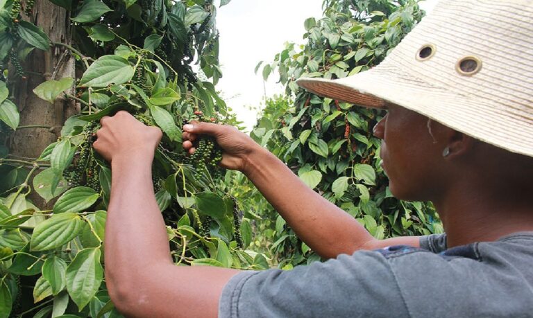 Redução de produtos químicos pode diminuir custos e impactos ambientais no cultivo.