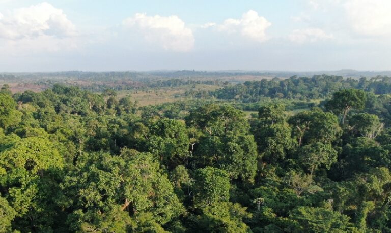 A meta é ambiciosa: o Pará pretende restaurar 5,6 milhões de hectares até 2030, com foco em resultados concretos.