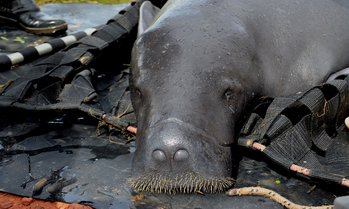 A ação do Projeto Peixe-Boi destaca a importância da recuperação de animais e da preservação dos rios amazônicos, unindo ciência, cuidado e impacto ambiental positivo.