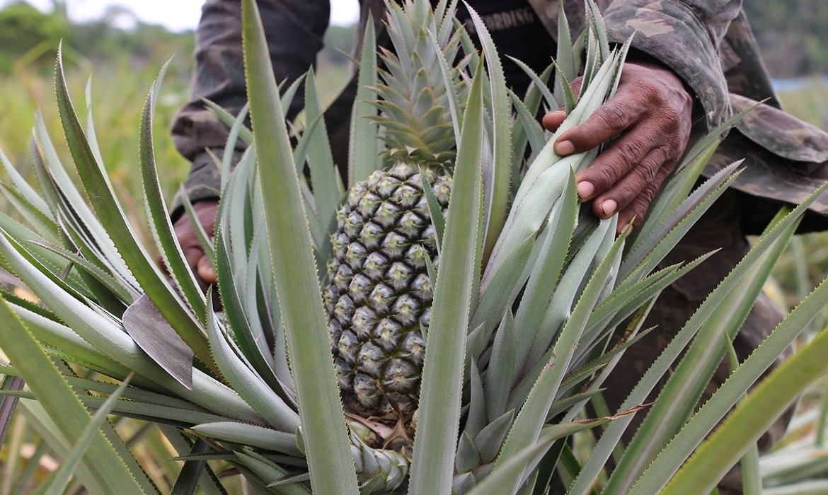 O IDAM finalizou o plantio de 9,25 mil mudas de abacaxi na Unidade Demonstrativa de Humaitá, fortalecendo a produção local e ampliando oportunidades no campo.