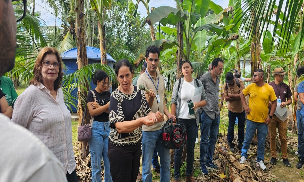 Capacitação destaca o açaí solteiro como alternativa promissora para produtores.