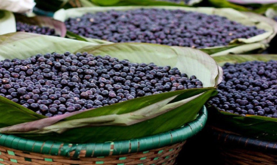 Com luz nas comunidades, produtores conseguem armazenar melhor o açaí, ampliar a produção e reduzir perdas durante a safra.