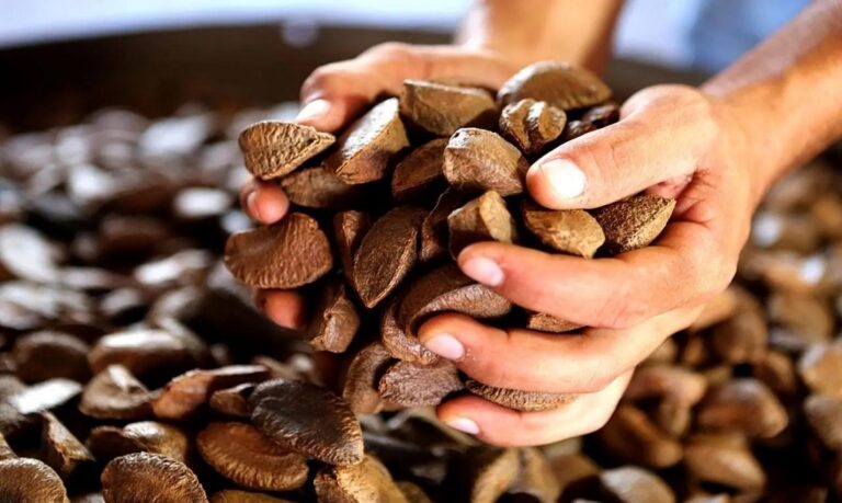 Retomada de Assis Brasil impulsiona economia e fortalece logística internacional do estado.