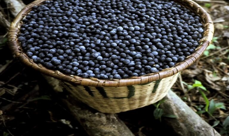 Açaí e guaraná reforçam a força das frutas brasileiras no cenário internacional.