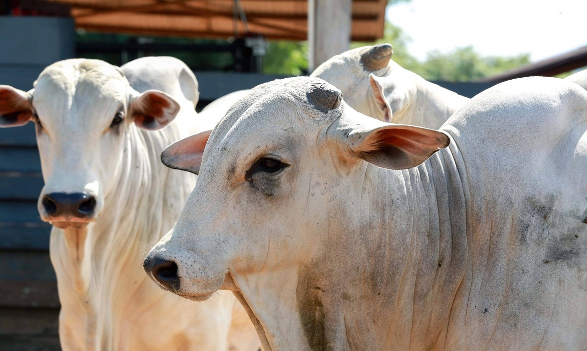 Produtores avançam em práticas de produção rural sustentável.