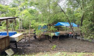 Estudo aponta caminhos para geração de renda e preservação ambiental no litoral paraense.