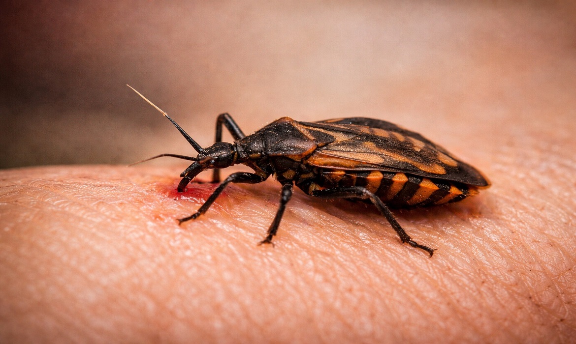 Diagnóstico tardio dificulta o combate à doença.