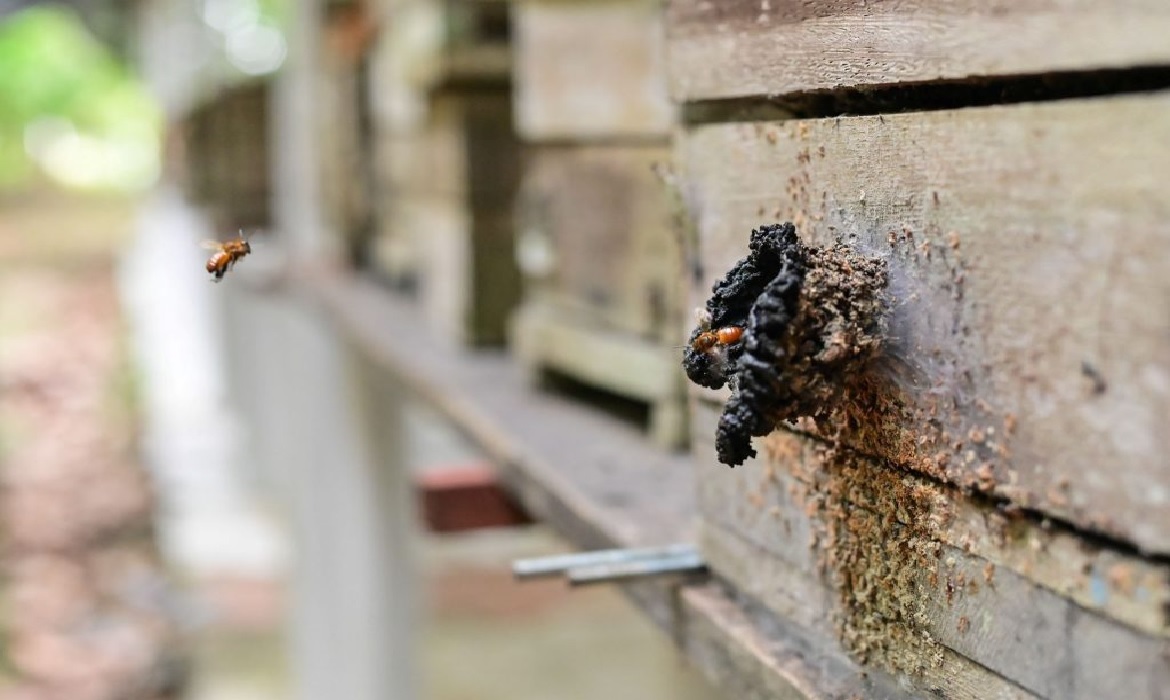 Iniciativa fortalece manejo sustentável das abelhas sem ferrão.