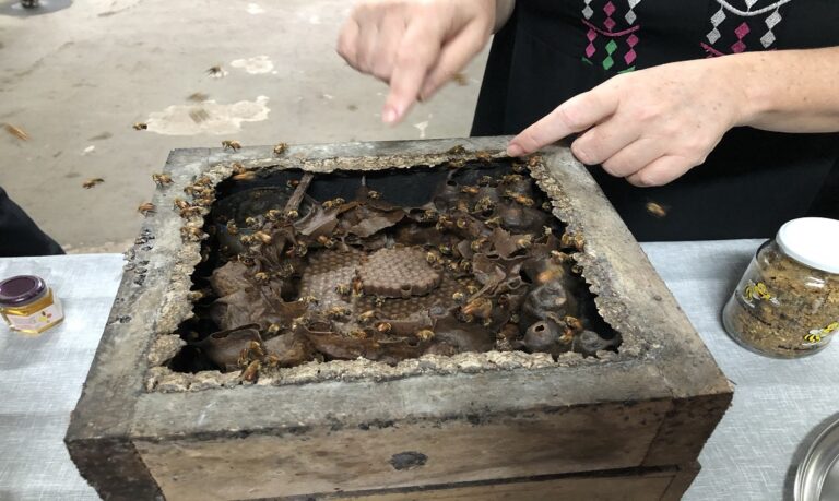 Nova edição fortalece o Projeto Energia Feminina ao incentivar o empreendedorismo feminino na criação de abelhas sem ferrão.