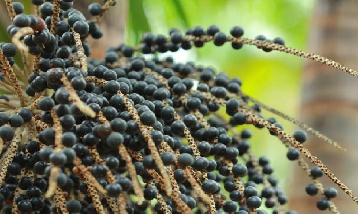 Feira conecta conhecimento, produção e oportunidades.