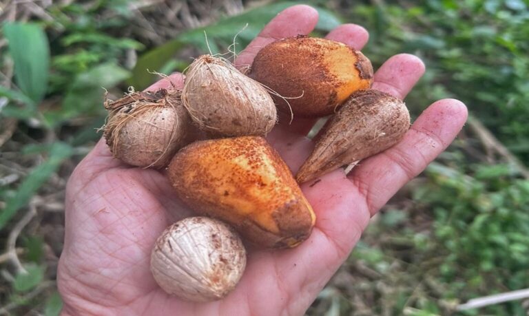 Cadeias da borracha e do murumuru ganham novo fôlego com apoio da Seagri.
