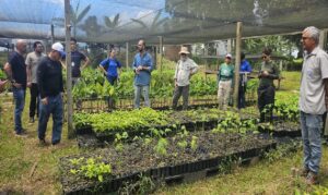 Diálogo entre Embrapa e startup Remata Agroflorestal mira inovação no campo.