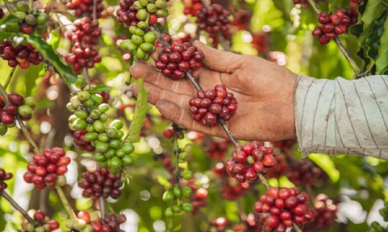 Qualidade dos grãos e investimento no setor colocam a cafeicultura acreana em destaque no cenário nacional.