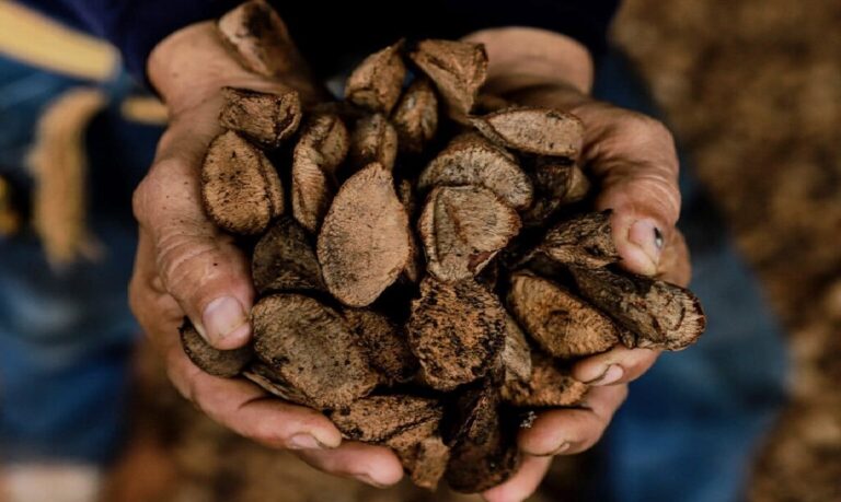 O avanço da bioeconomia no Acre mostra como o extrativismo pode unir preservação ambiental, desenvolvimento regional e valorização da Amazônia.