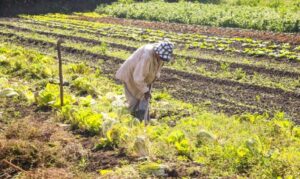 Crédito extra era visto como importante apoio para fortalecer pequenos produtores e estimular a produção rural.
