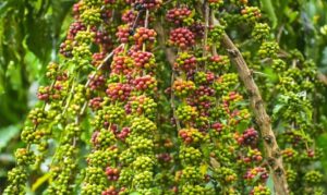 Associação de produtores rurais estima colheita de 147 sacas de café por hectare nesta safra em Silves.