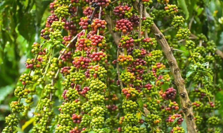 Associação de produtores rurais estima colheita de 147 sacas de café por hectare nesta safra em Silves.