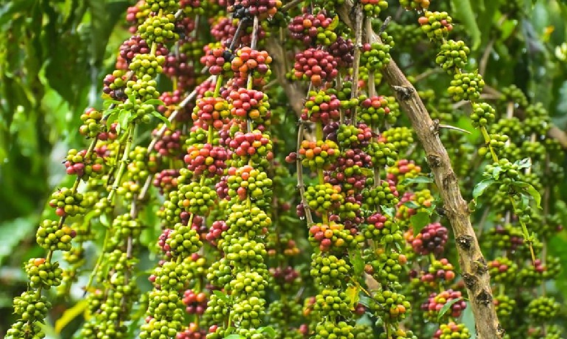 Associação de produtores rurais estima colheita de 147 sacas de café por hectare nesta safra em Silves.