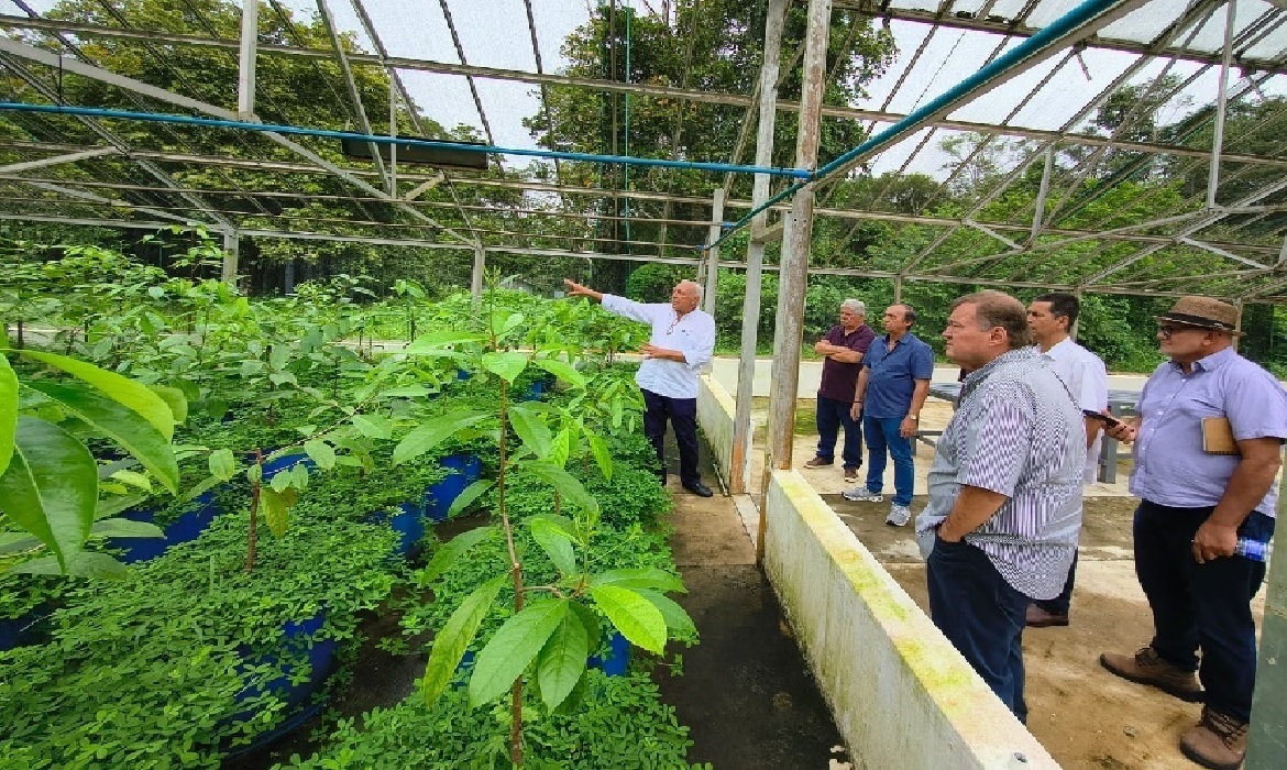 Tecnologia e ciência abrem novas perspectivas para a cadeia produtiva do pau-rosa.