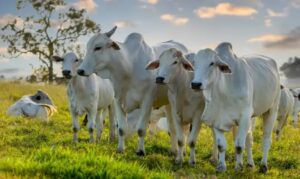 Logística que Gera Valor: Com 72% das riquezas escoadas via Porto de Santos, a eficiência logística garante que o produto acreano chegue com competitividade às mesas de consumidores em todo o mundo.