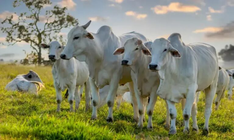 Logística que Gera Valor: Com 72% das riquezas escoadas via Porto de Santos, a eficiência logística garante que o produto acreano chegue com competitividade às mesas de consumidores em todo o mundo.