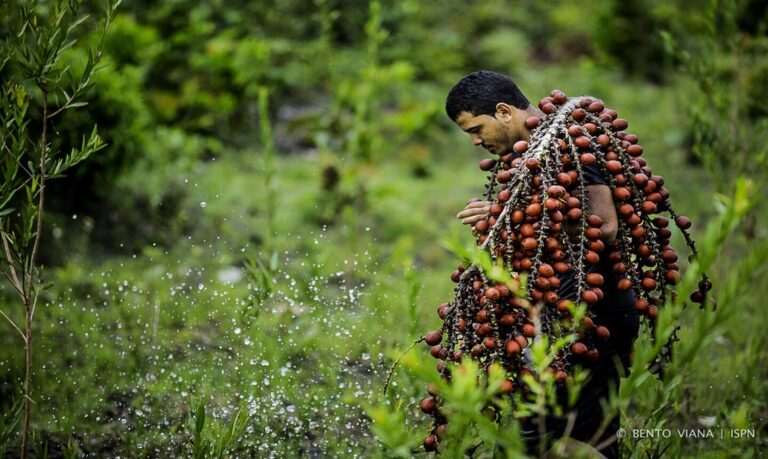 Alcance Gigantesco - O programa atuará em 23 milhões de hectares, abrangendo Reservas Extrativistas (Resex) e Reservas de Desenvolvimento Sustentável (RDS).