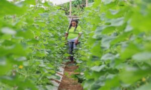 Apesar dos avanços, desigualdade de renda ainda marca o trabalho feminino no agronegócio.