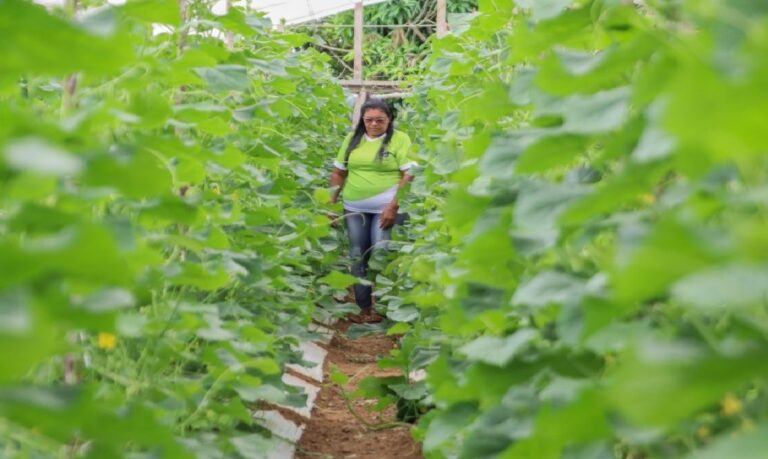 Apesar dos avanços, desigualdade de renda ainda marca o trabalho feminino no agronegócio.