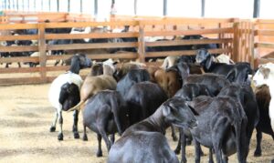Medida busca ampliar oportunidades para produtores rurais, estimular a produção e fortalecer a cadeia da ovinocaprinocultura.