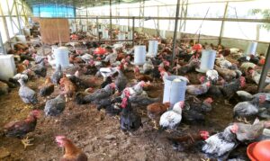 "A profissionalização do manejo é o caminho para que pequenos produtores alcancem novos mercados com excelência e competitividade."