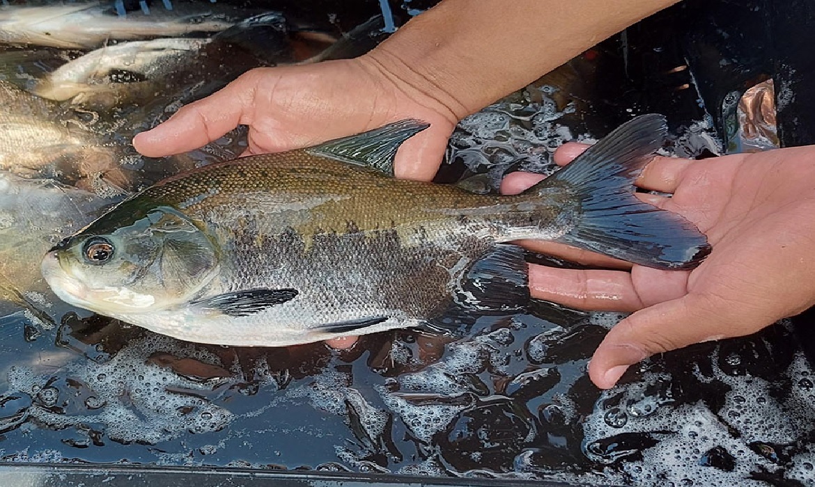 A Embrapa, em parceria com especialistas italianos, acaba de validar um protocolo que promete revolucionar a sanidade na aquicultura brasileira.