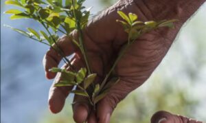 Jaborandi é a única fonte natural conhecida de pilocarpina, composto usado no tratamento de glaucoma e outras doenças.