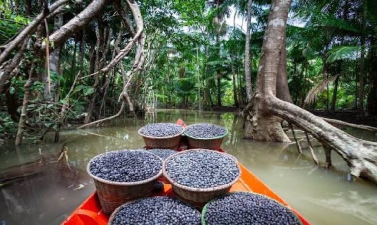 Proposta cria selo de sustentabilidade para valorizar Produtos da Amazônia no mercado nacional e internacional.