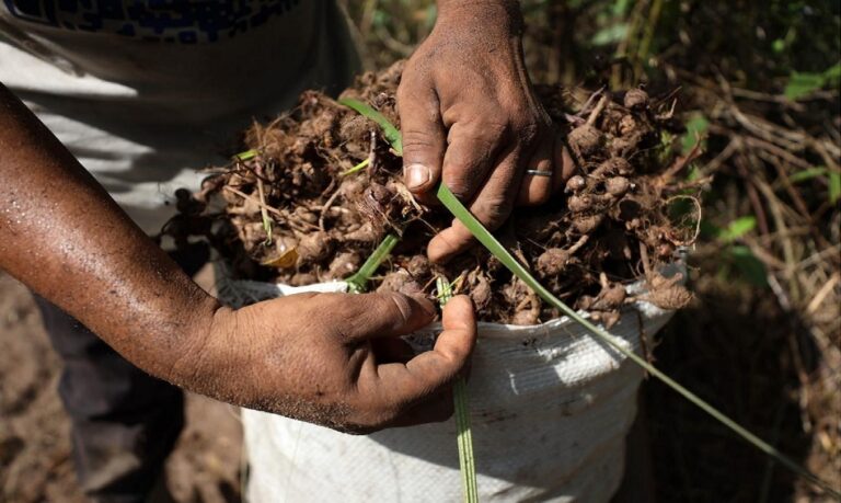 Identidade no balcão - sabores autorais que contam a história da floresta.