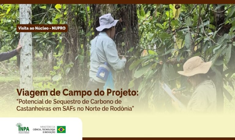 As pesquisas investigam o potencial das castanheiras na captura de carbono e seu papel estratégico para a preservação ambiental e o desenvolvimento sustentável.