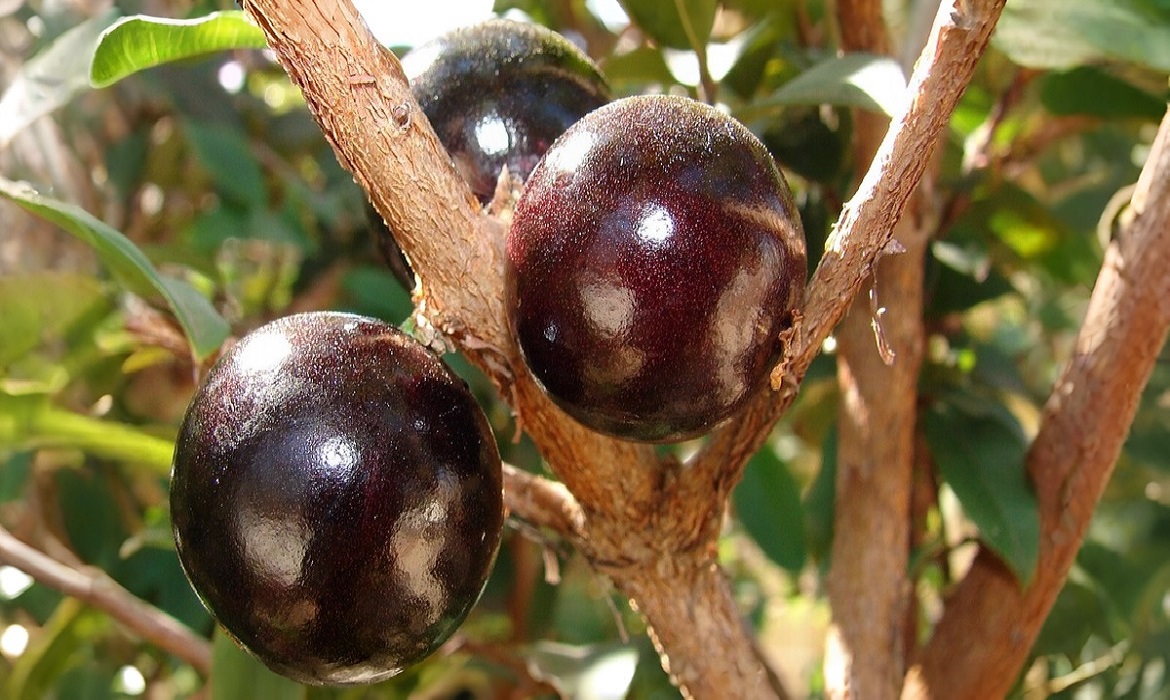 Estudos apontam que as Frutas nativas brasileiras concentram compostos com forte ação antioxidante.