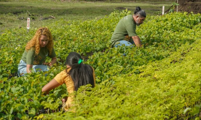 Negócio de família transforma terra castigada em motor para a recuperação ambiental e a bioeconomia regional.