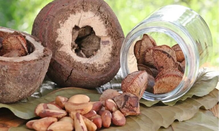 Do manejo à mesa - o futuro sustentável que nasce no coração de Rondônia.